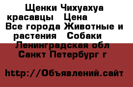 Щенки Чихуахуа красавцы › Цена ­ 9 000 - Все города Животные и растения » Собаки   . Ленинградская обл.,Санкт-Петербург г.